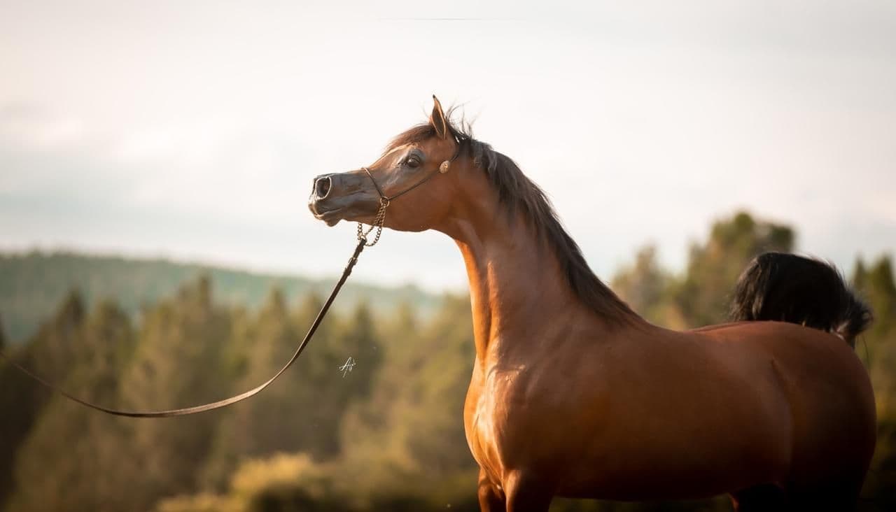 Bay Arabian broodmare standing against a pine treeline