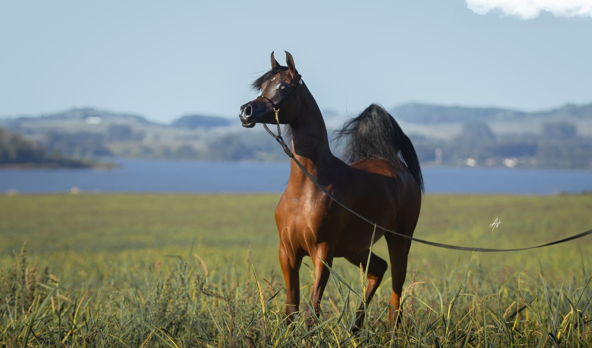 Bay Arabian stallion standing in a lakeside pasture