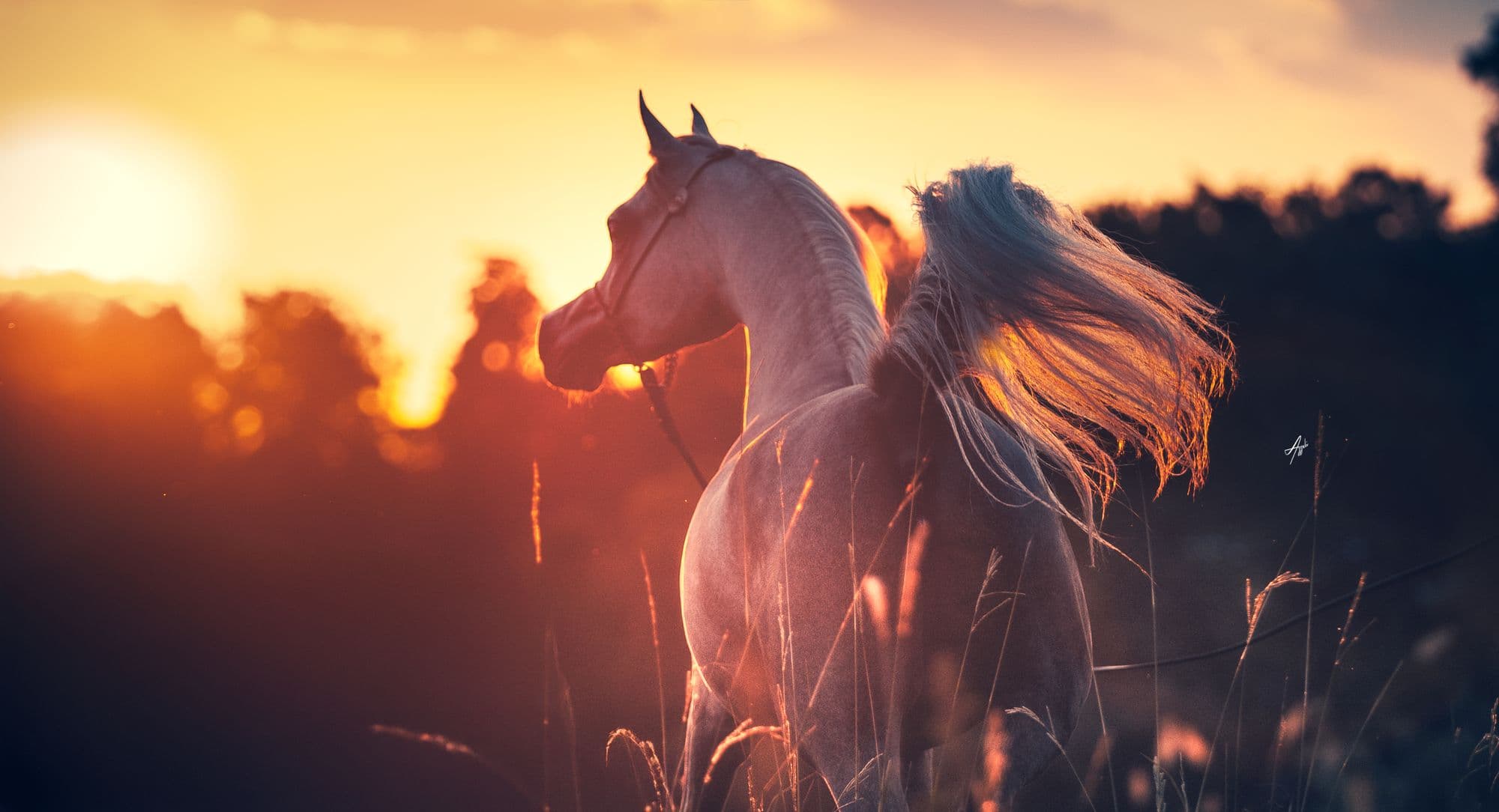 Camillah Serondella, grey Arabian filly, backlit at sunset