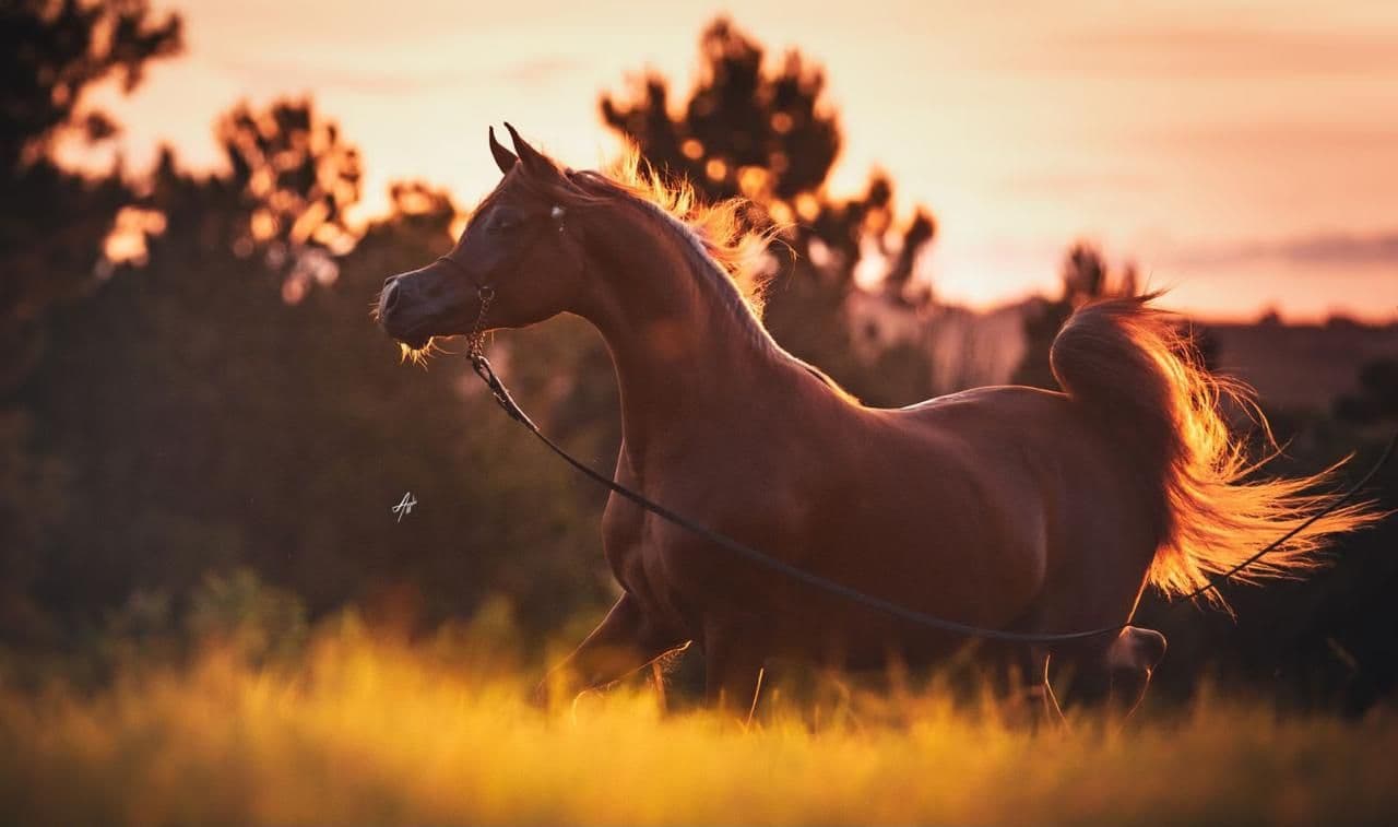 Bonitah Serondella trotting through a field in golden light