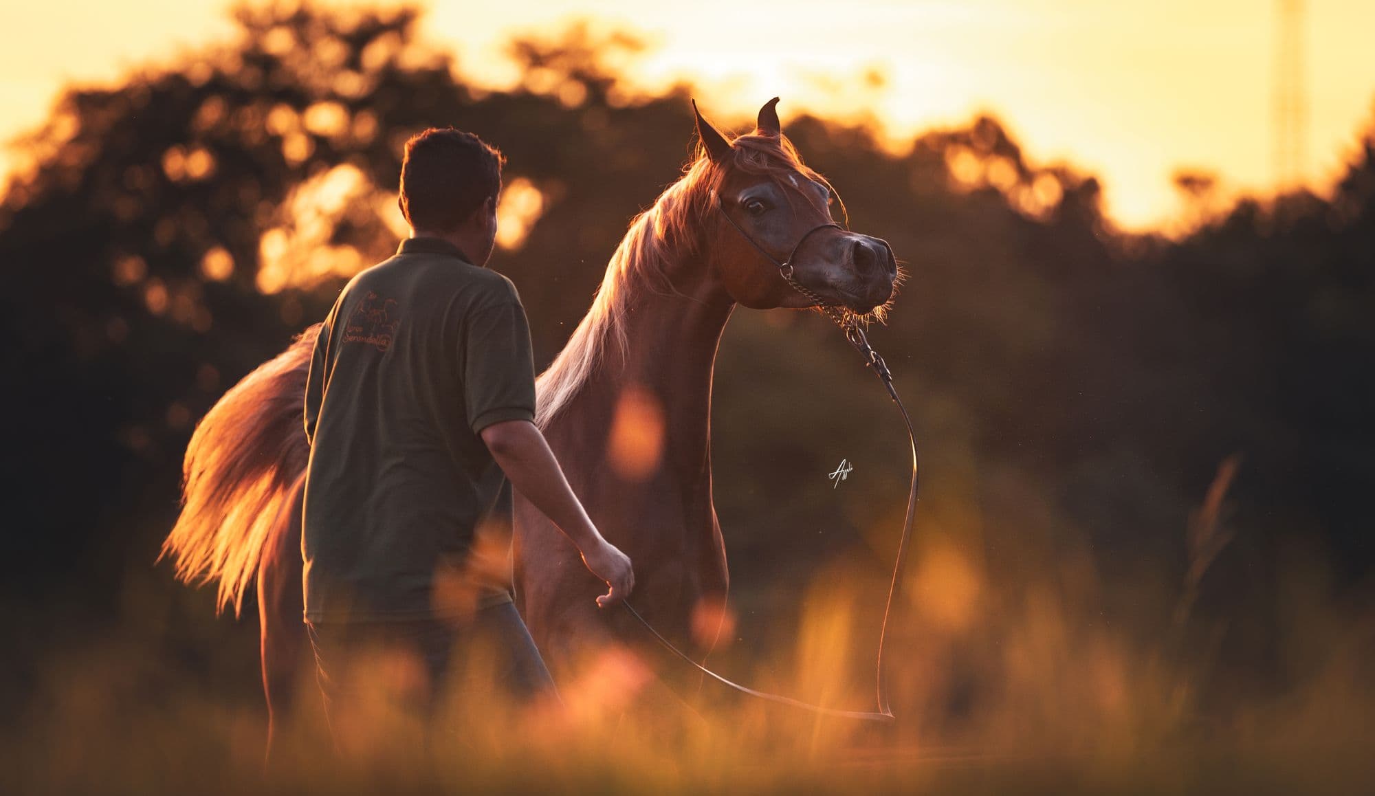 Chestnut Arabian led through a field at sunset by a Haras Serondella handler