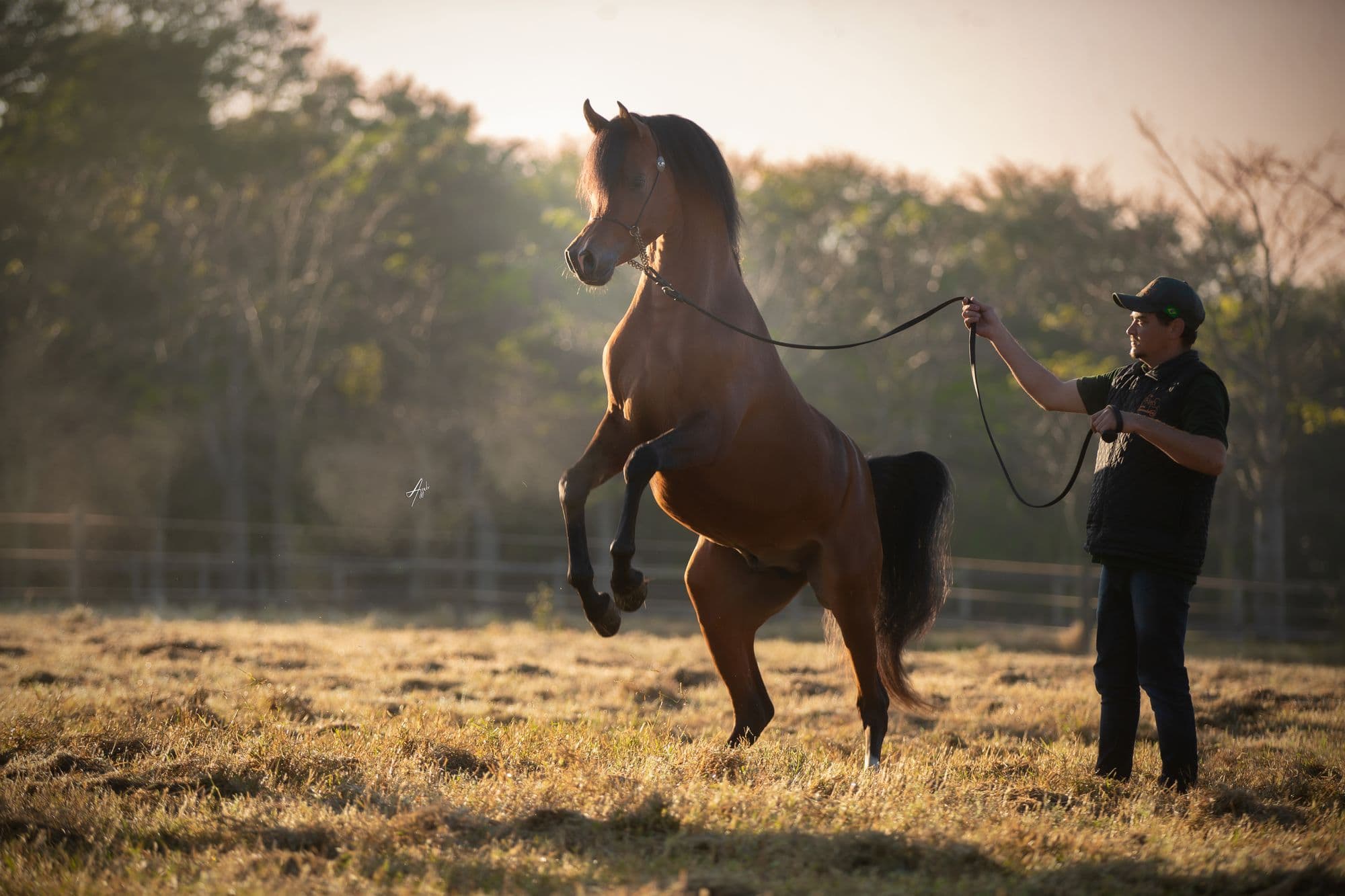 Bay Arabian stallion in levade beside his handler at Haras Serondella