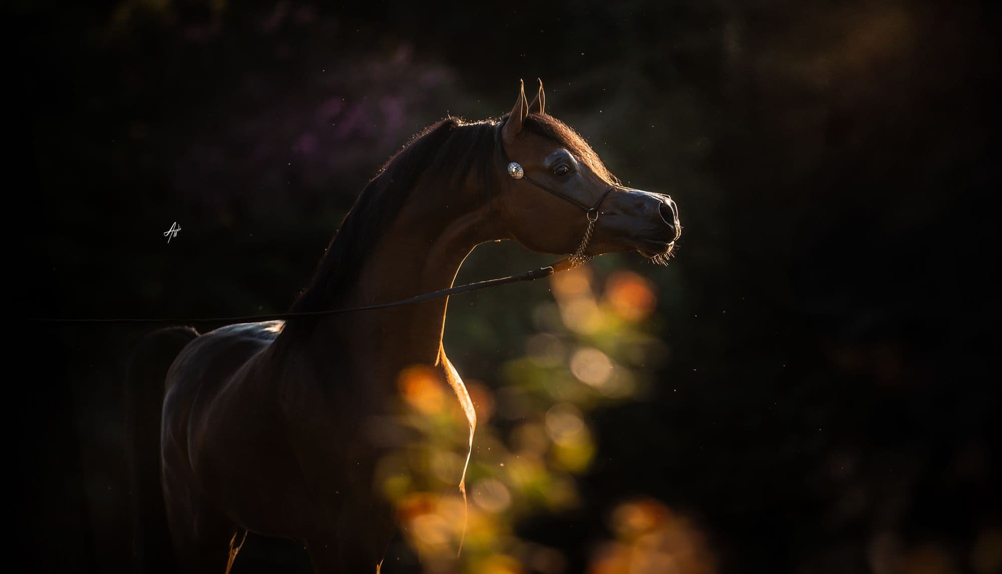 Dark bay Arabian stallion portrait in low evening light