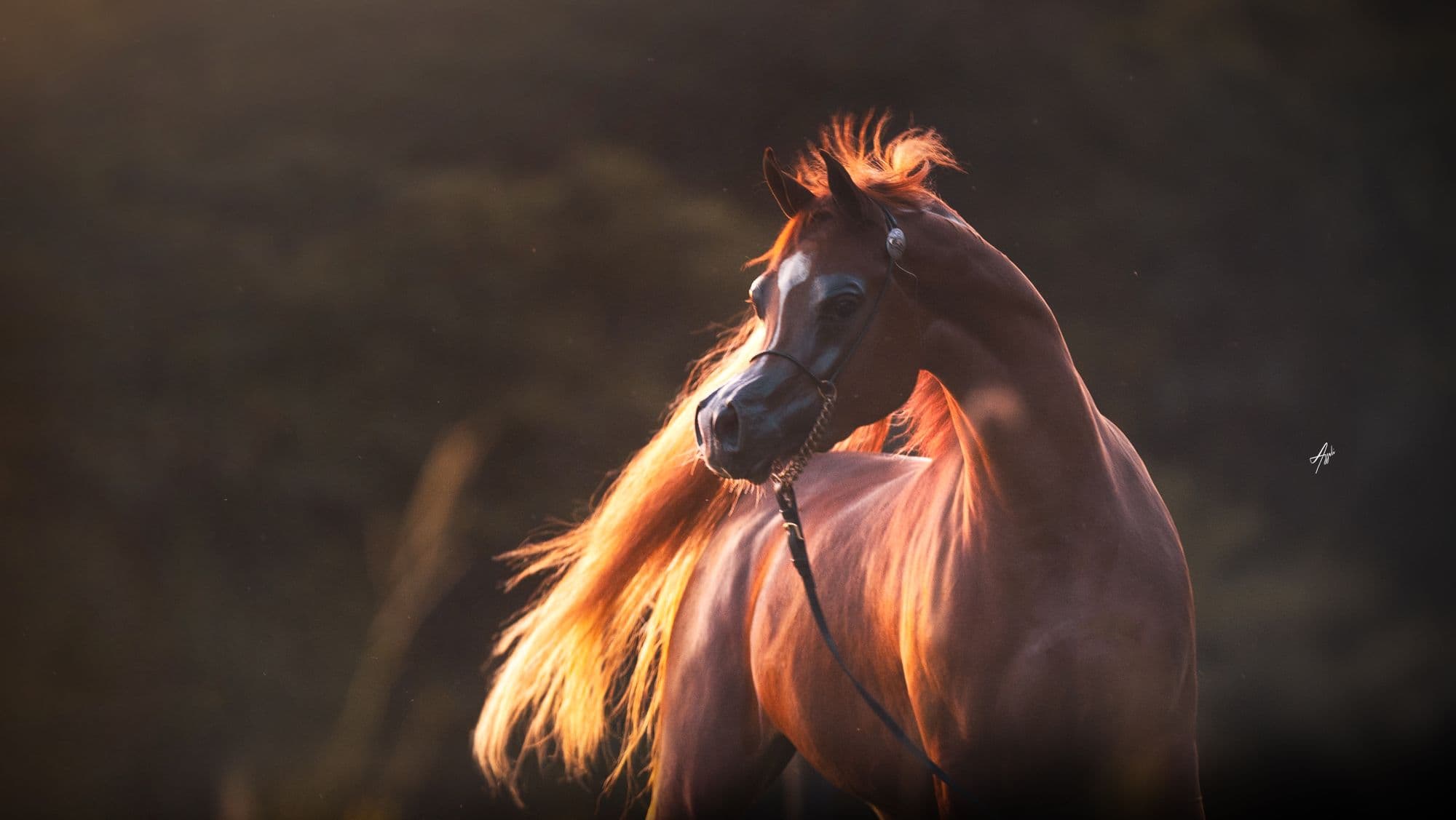 Young chestnut Arabian with a flowing mane in golden light