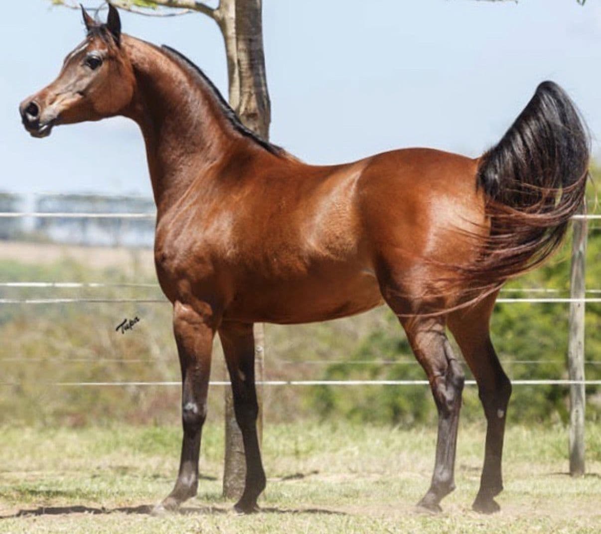 Aria Shanteuse — Gazal Al Shaqab × G Shamaal
