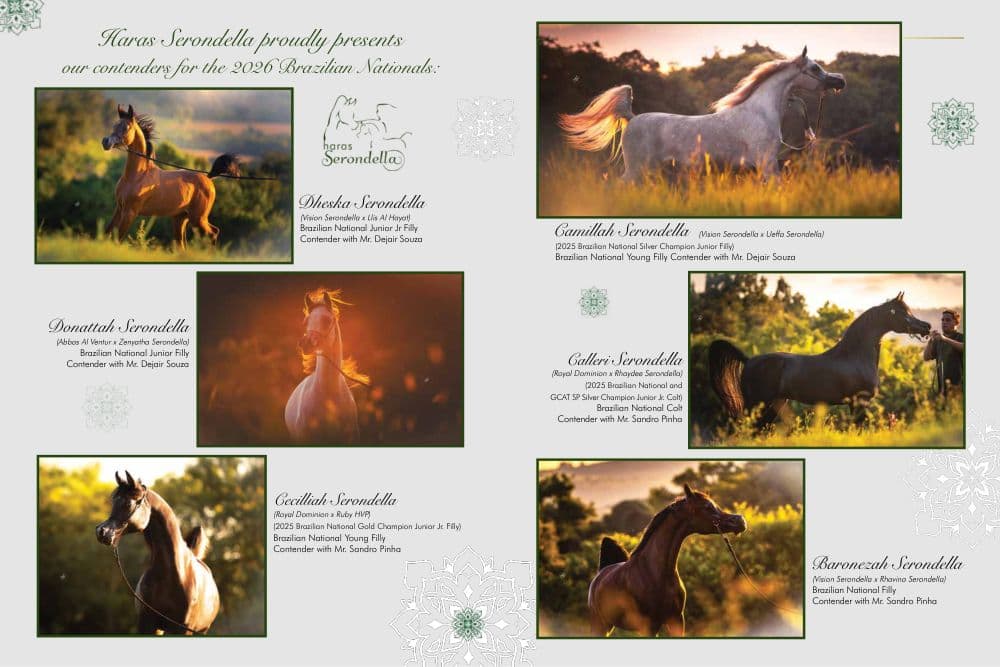 Serondella Contenders — 2026 Brazilian Nationals — article cover
