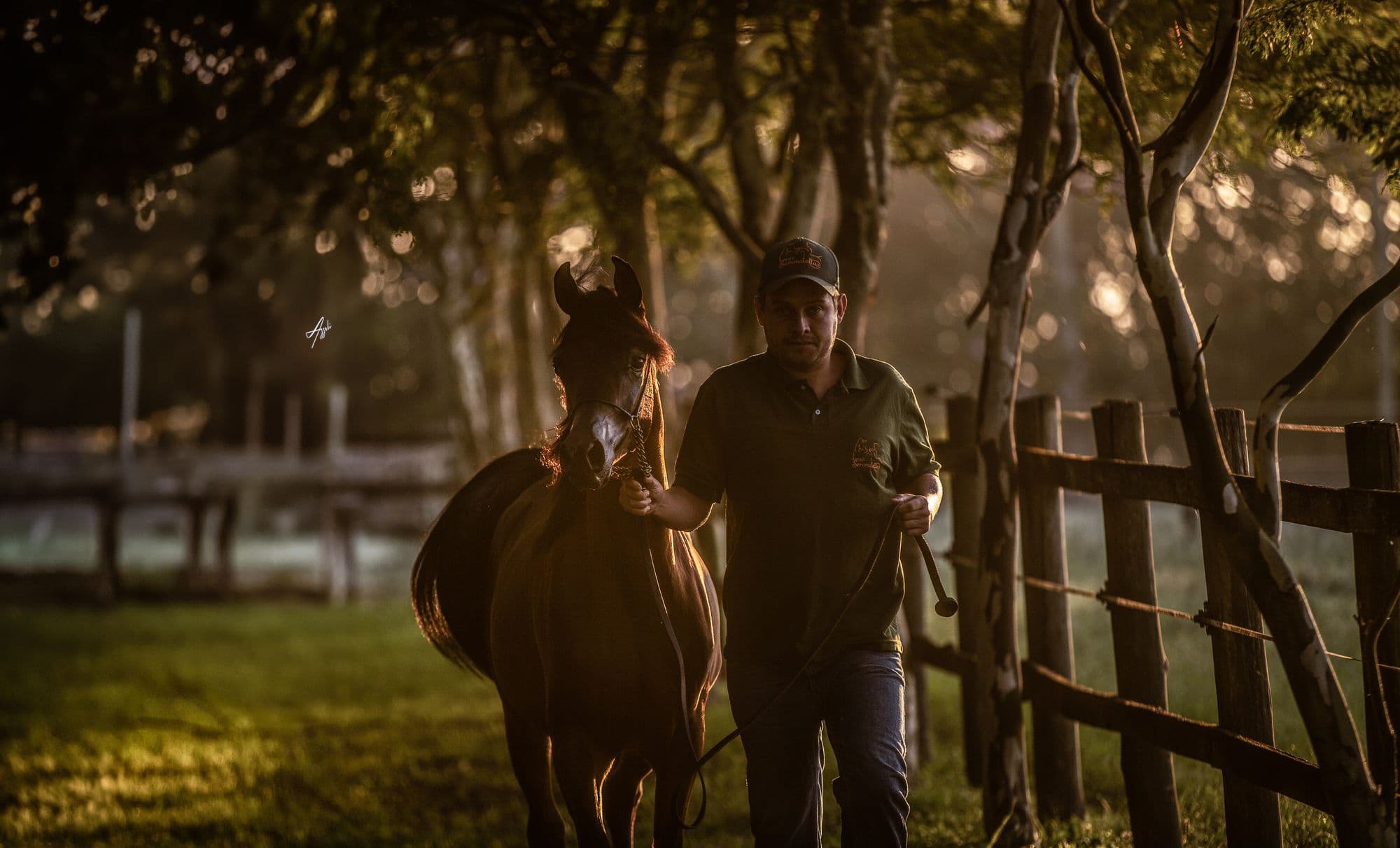Handlers presenting a Serondella Arabian in a golden field
