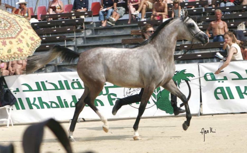 Dhalka Serondella