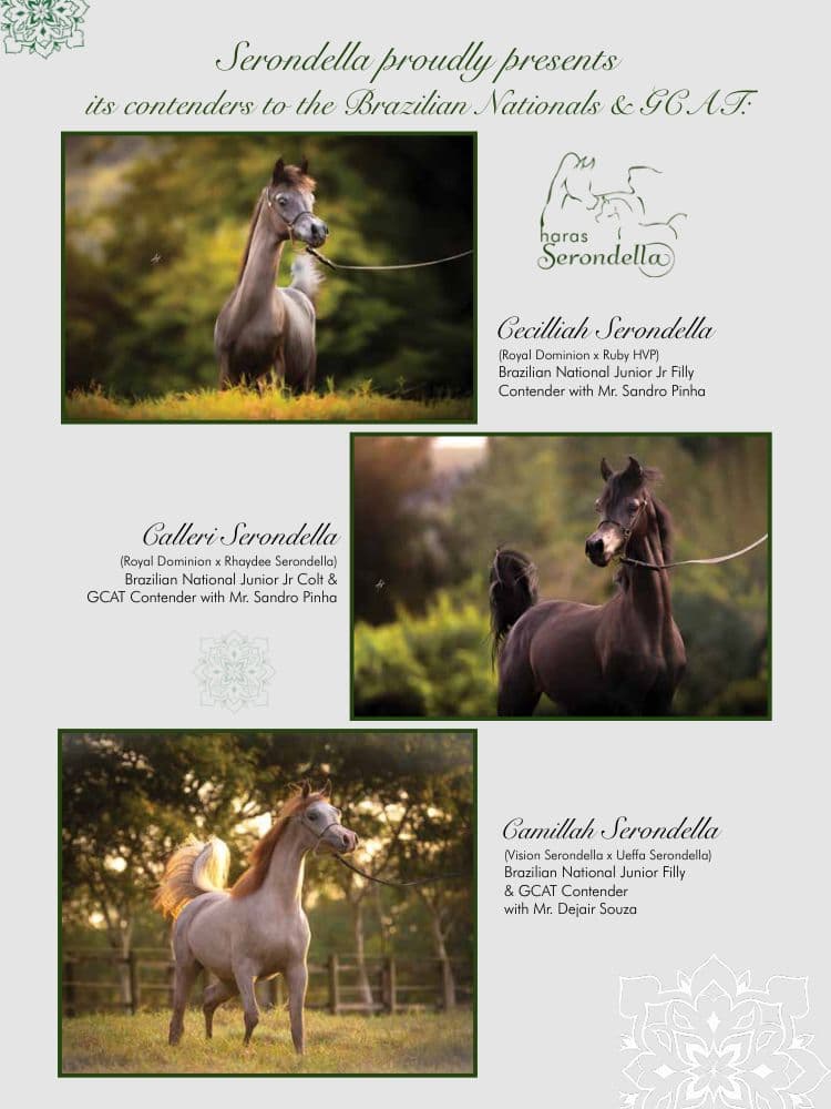Serondella Contenders — Nationals & GCAT — article cover
